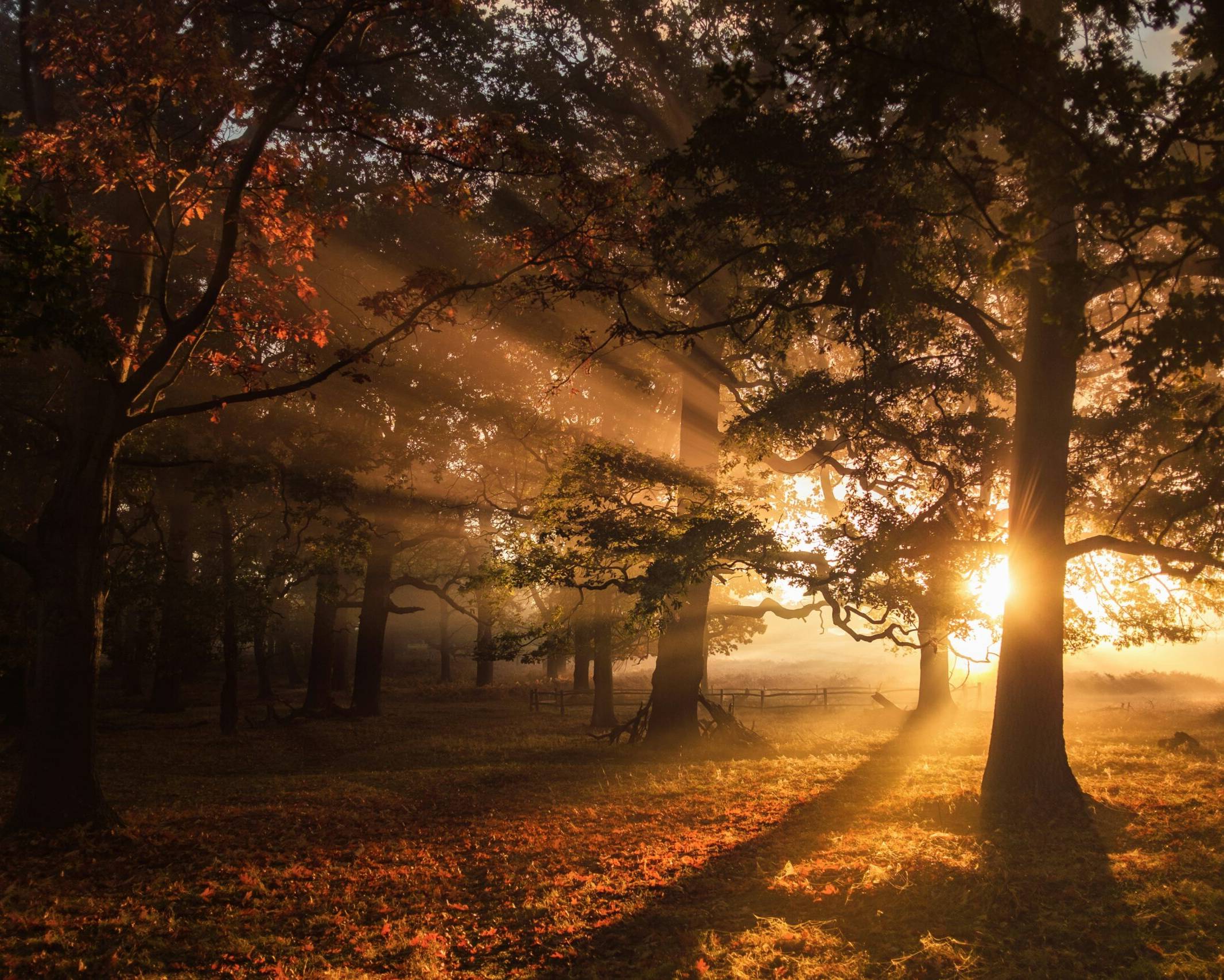 Bestattungsinstitut Peter Blatz